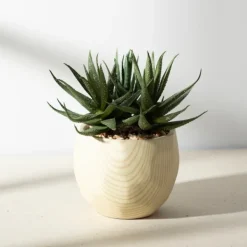 Arrangements & Greenery-Kirkland's Home Aloe Succulent Arrangement In Natural Pot Green