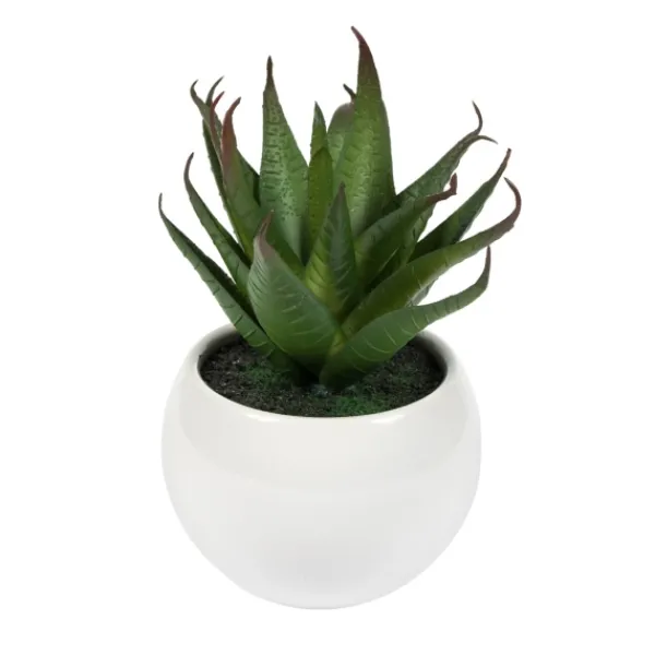 Arrangements & Greenery-Kirkland's Home Assorted Succulents In White Planters, Set Of 3 Green/White/Orange
