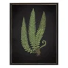 Framed Art-Kirkland's Home Black Fern I Framed Art Print Green/Black