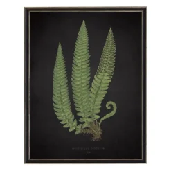 Framed Art-Kirkland's Home Black Fern I Framed Art Print Green/Black