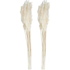 Stems & Bouquets-Kirkland's Home Bleached Preserved Plume Reed Bundles, Set Of 2 Ivory