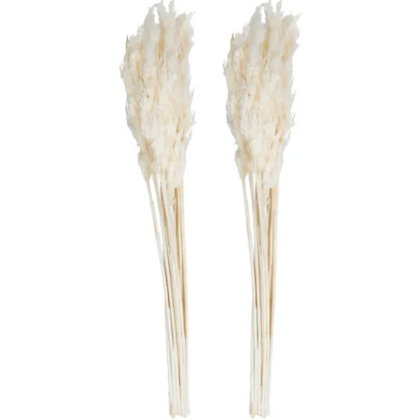 Stems & Bouquets-Kirkland's Home Bleached Preserved Plume Reed Bundles, Set Of 2 Ivory