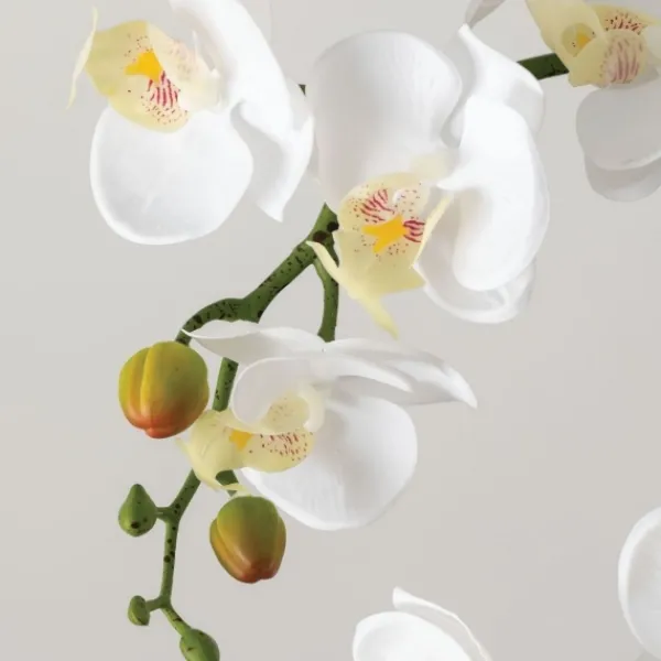 Arrangements & Greenery-Kirkland's Home Blooming White Orchid Potted Floral Arrangement Green/White/Yellow