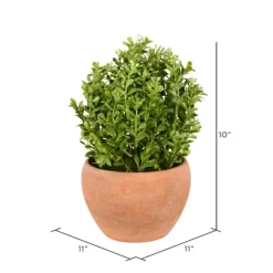 Arrangements & Greenery-Kirkland's Home Boxwood Bush In Terracotta Pot Green