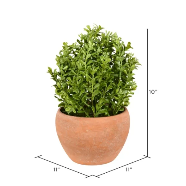 Arrangements & Greenery-Kirkland's Home Boxwood Bush In Terracotta Pot Green