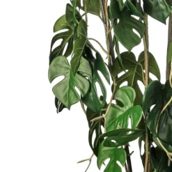 Trees & Topiaries-Kirkland's Home Climbing Split Leaf Philodendron Plant