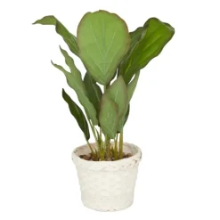 Arrangements & Greenery-Kirkland's Home Coastal Foliage In Woven Bamboo Planter Green/White