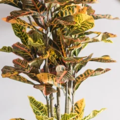 Trees & Topiaries-Kirkland's Home Colorful Croton Tree In Black Planter, 7 Ft.