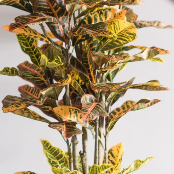 Trees & Topiaries-Kirkland's Home Colorful Croton Tree In Black Planter, 7 Ft.