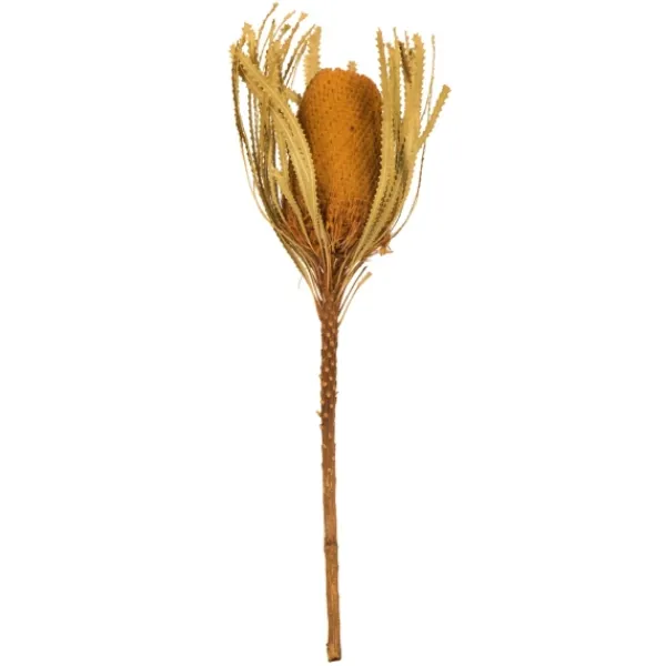 Stems & Bouquets-Kirkland's Home Dried And Dyed Jumbo Banksia Stems, Set Of 3 Gold