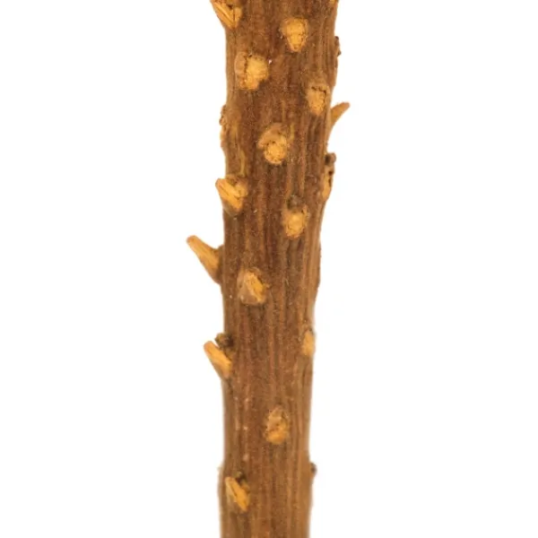 Stems & Bouquets-Kirkland's Home Dried And Dyed Jumbo Banksia Stems, Set Of 3 Gold