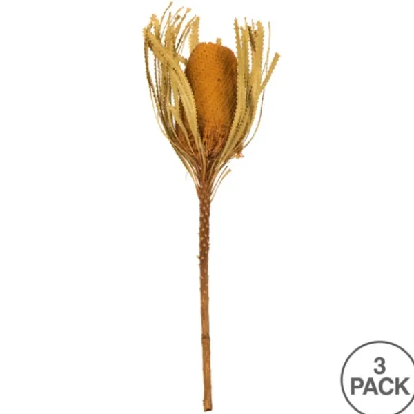 Stems & Bouquets-Kirkland's Home Dried And Dyed Jumbo Banksia Stems, Set Of 3 Gold
