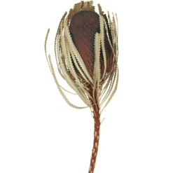 Stems & Bouquets-Kirkland's Home Dried Jumbo Banksia Stems, Set Of 3 Brown
