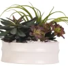Arrangements & Greenery-Kirkland's Home Echeveria Mix In Modern White Bowl Green/Purple/White