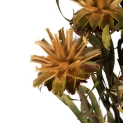 Stems & Bouquets-Kirkland's Home En Preserved Plumosum Flower Bundle Gold
