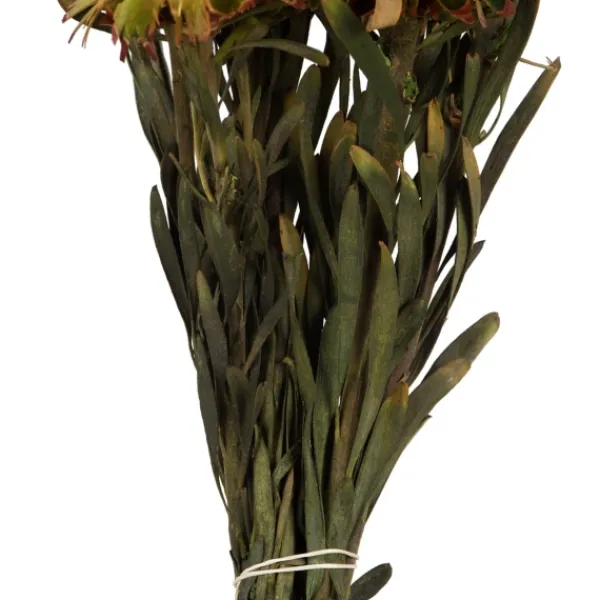 Stems & Bouquets-Kirkland's Home En Preserved Plumosum Flower Bundle Gold