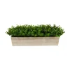 Arrangements & Greenery-Kirkland's Home Eucalyptus Arrangement In Wide Wooden Planter Green/Tan