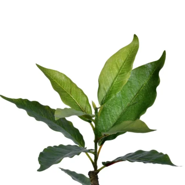 Trees & Topiaries-Kirkland's Home Green Nandina Tree In Black Planter
