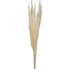 Stems & Bouquets-Kirkland's Home Natural Bleached Pampas Grass Stems, Set Of 6 Ivory