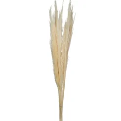Stems & Bouquets-Kirkland's Home Natural Bleached Pampas Grass Stems, Set Of 6 Ivory