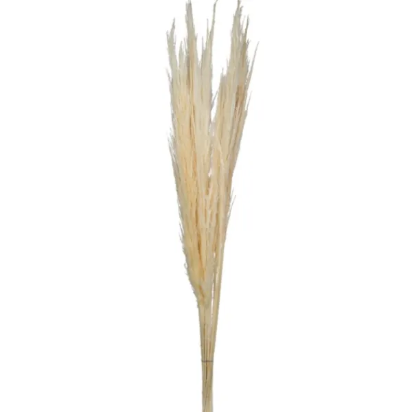 Stems & Bouquets-Kirkland's Home Natural Bleached Pampas Grass Stems, Set Of 6 Ivory