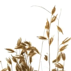 Stems & Bouquets-Kirkland's Home Natural Dried Princess Grass Bundles, Set Of 3 Tan