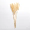 Stems & Bouquets-Kirkland's Home Natural Pampas Bundle Tan
