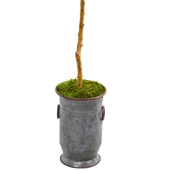 Trees & Topiaries-Kirkland's Home Olive Tree In Mossy Metal Planter