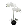 Arrangements & Greenery-Kirkland's Home Orchid Arrangement In Floral Planter Black