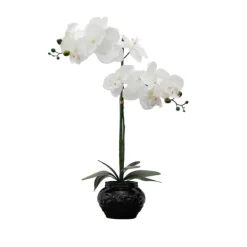 Arrangements & Greenery-Kirkland's Home Orchid Arrangement In Floral Planter Black