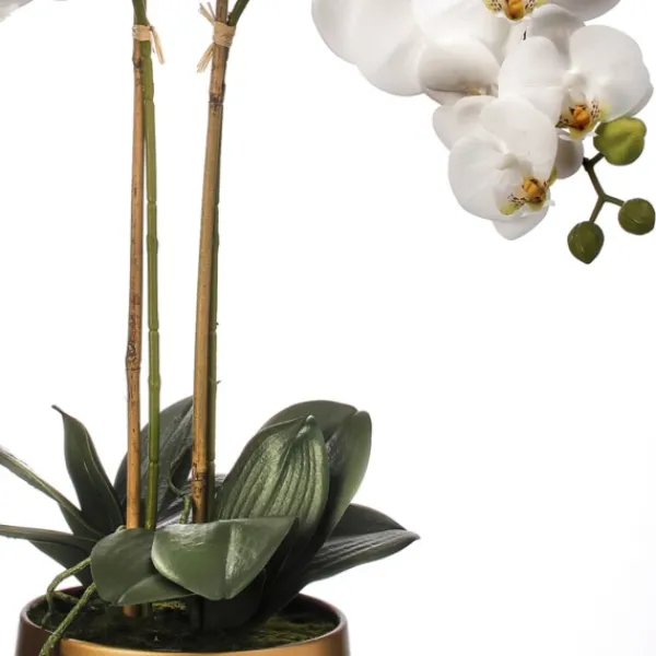 Arrangements & Greenery-Kirkland's Home Orchid Arrangement In Gold Pot, 22 In. White