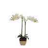 Arrangements & Greenery-Kirkland's Home Orchid Arrangement In Gold Pot White/Gold