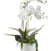 Arrangements & Greenery-Kirkland's Home Orchids In Ceramic Bowl White