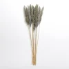 Stems & Bouquets-Kirkland's Home Pampas Bundle Gray
