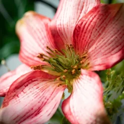 Wreaths-Kirkland's Home Pink Clematis And Greenery Wreath Pink/Green