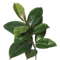 Trees & Topiaries-Kirkland's Home Potted Green Rubber Tree, 5 Ft.