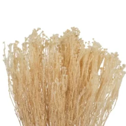 Stems & Bouquets-Kirkland's Home Preserved Natural Bleached Staavia Bush Tan