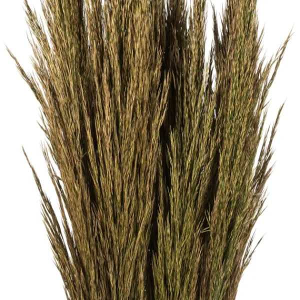 Stems & Bouquets-Kirkland's Home Preserved Plume Reed Bundles, Set Of 2 Green