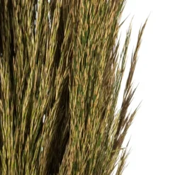 Stems & Bouquets-Kirkland's Home Preserved Plume Reed Bundles, Set Of 2 Green