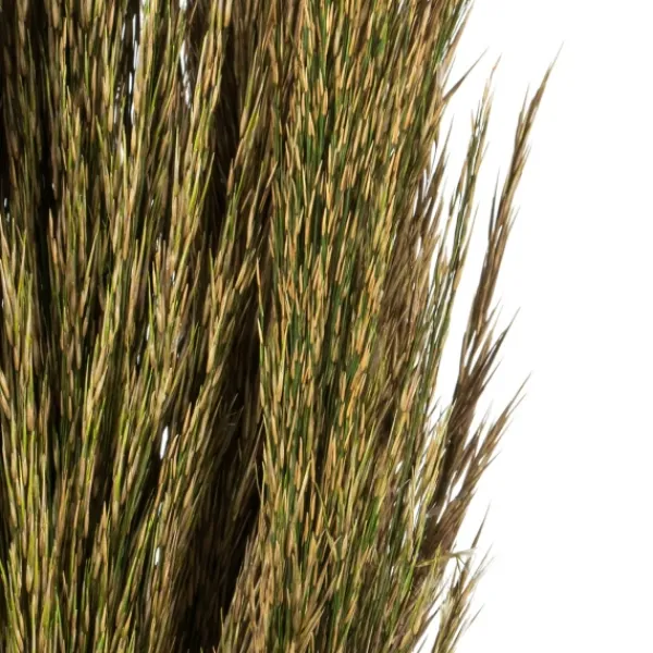 Stems & Bouquets-Kirkland's Home Preserved Plume Reed Bundles, Set Of 2 Green