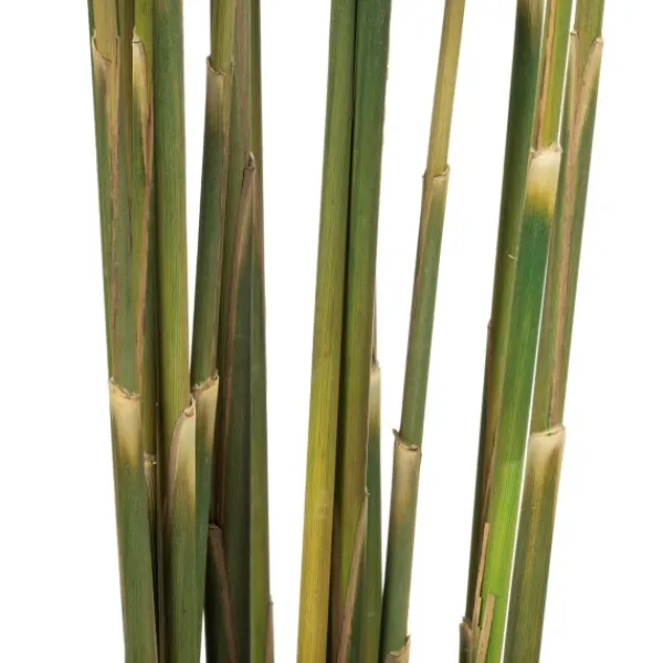 Stems & Bouquets-Kirkland's Home Preserved Plume Reed Bundles, Set Of 2 Green