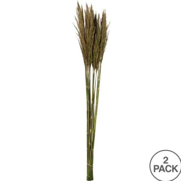Stems & Bouquets-Kirkland's Home Preserved Plume Reed Bundles, Set Of 2 Green