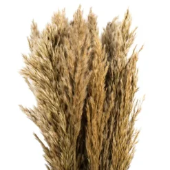Stems & Bouquets-Kirkland's Home Preserved Plume Reed Bundles, Set Of 2 Ivory