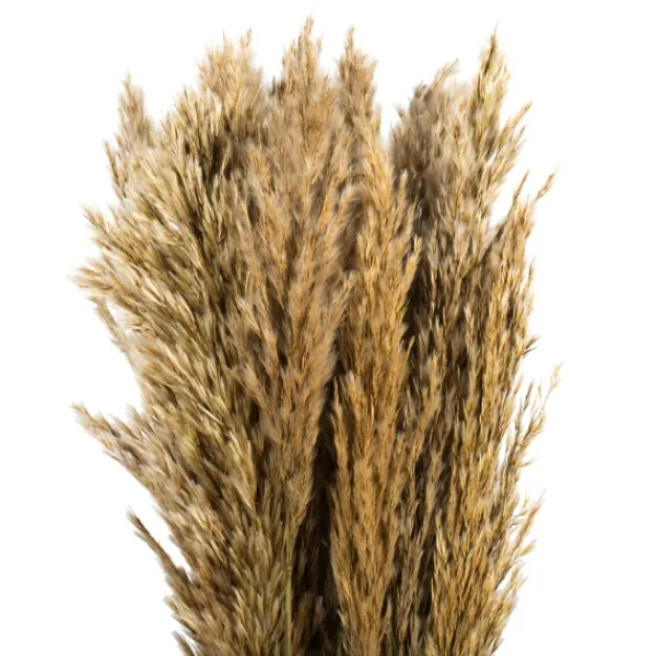 Stems & Bouquets-Kirkland's Home Preserved Plume Reed Bundles, Set Of 2 Ivory