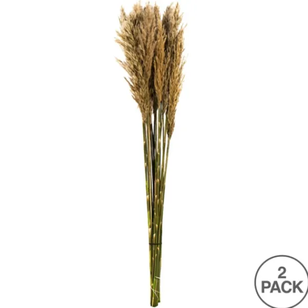 Stems & Bouquets-Kirkland's Home Preserved Plume Reed Bundles, Set Of 2 Ivory