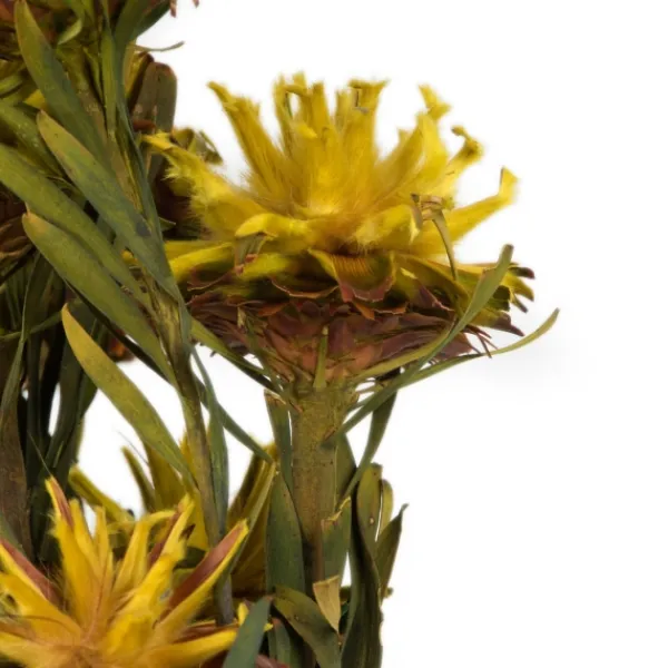 Stems & Bouquets-Kirkland's Home Preserved Plumosum Flower Bundle Yellow