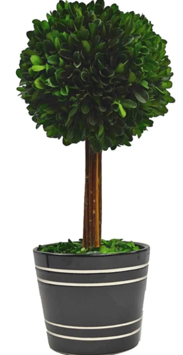 Trees & Topiaries-Kirkland's Home Round Boxwood Topiary In Black Planter, 14 In.