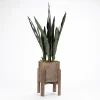 Arrangements & Greenery-Kirkland's Home Snake Plant In Round Wooden Planter Stand, 36 In. Green
