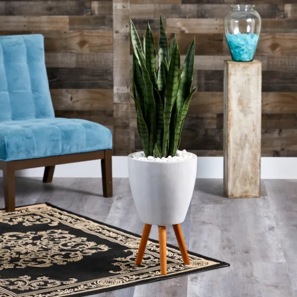 Trees & Topiaries-Kirkland's Home Snake Plant In White Tri-Pod Planter