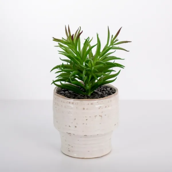 Arrangements & Greenery-Kirkland's Home Succulent In Ribbed White Planter Green/White
